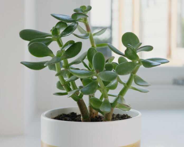 Can We Keep Jade Plant In Kitchen? - All You Need To Know
