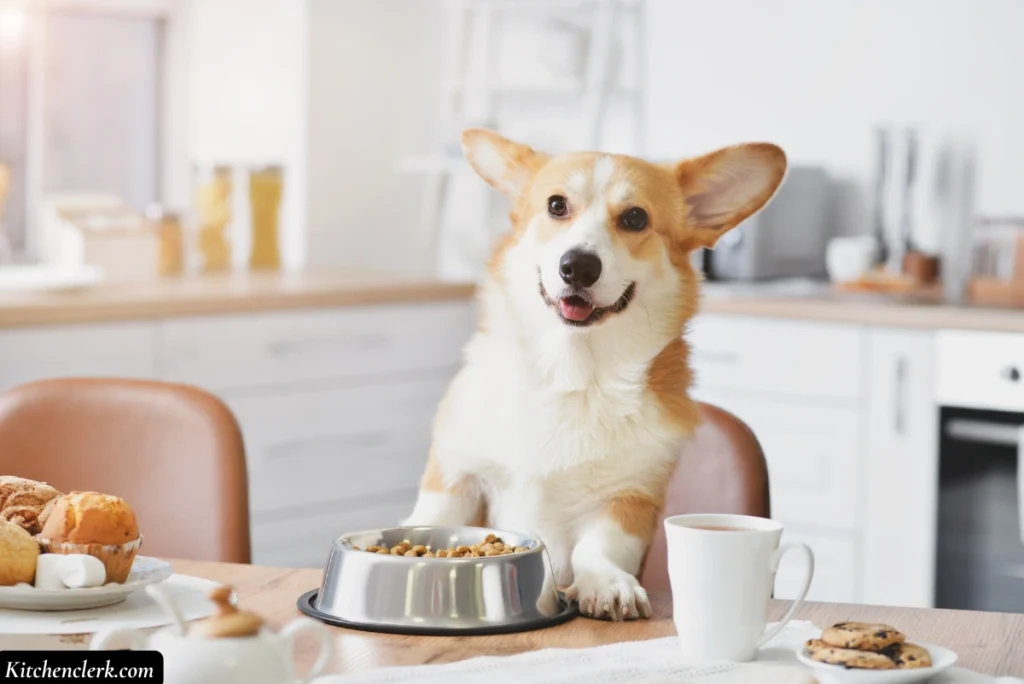 Self-Cleaning Ovens Aren’t Pet-Friendly